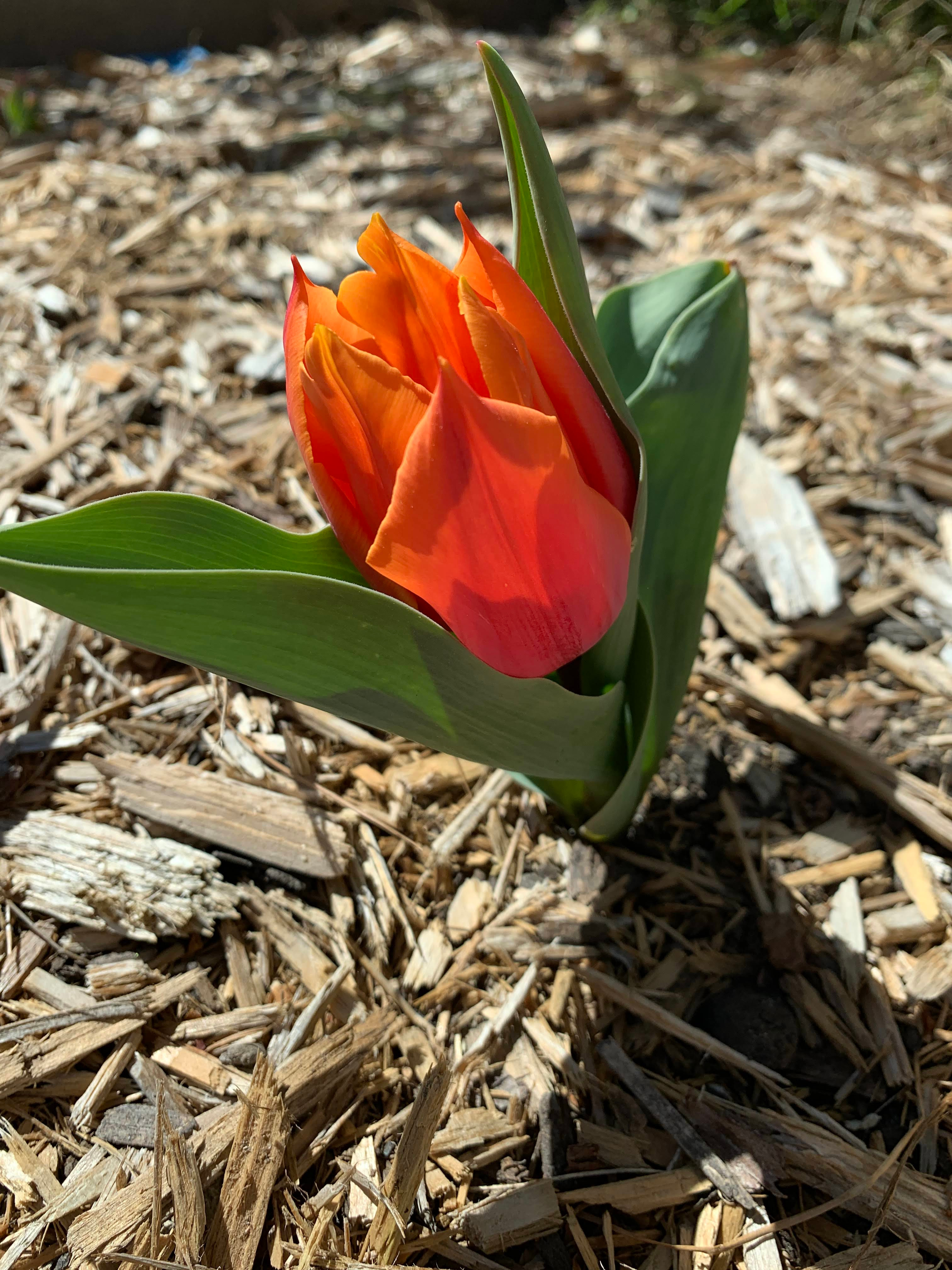 Spring